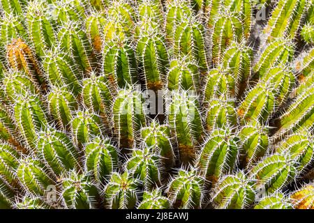 Pilosocereus Royenii, typischer Kaktus der Antillen Stockfoto