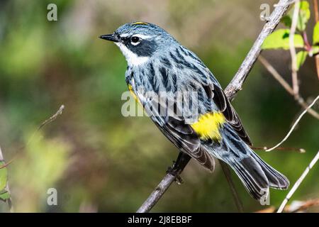 Gelbwühliger Waldsänger während des Frühjahrszuges Stockfoto