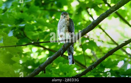 Berlin, Deutschland. 15.. Mai 2022. 15.05.2022, Berlin. Im Bezirk Steglitz-Zehlendorf in der Nähe des Teltowkanals sitzt ein Sperling (Accipiter nisus) am Ast eines Baumes. Quelle: Wolfram Steinberg/dpa Quelle: Wolfram Steinberg/dpa/Alamy Live News Stockfoto