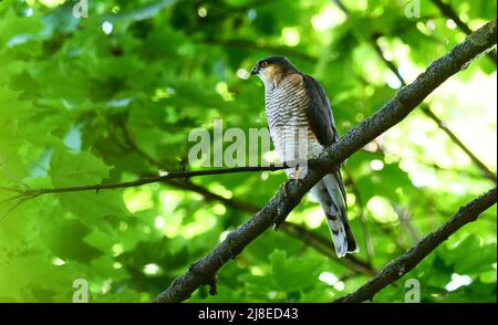 Berlin, Deutschland. 15.. Mai 2022. 15.05.2022, Berlin. Im Bezirk Steglitz-Zehlendorf in der Nähe des Teltowkanals sitzt ein Sperling (Accipiter nisus) am Ast eines Baumes. Quelle: Wolfram Steinberg/dpa Quelle: Wolfram Steinberg/dpa/Alamy Live News Stockfoto