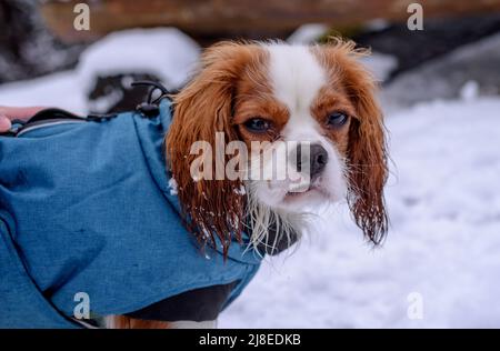 Der junge Kavalierkönig charles Spaniel spaziert in einem kalten verschneiten Wald Stockfoto