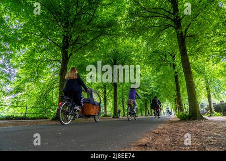 Promenadenradweg, von Bäumen gesäumt, autofrei, ca. 4,5 km langer Verbreitungsring rund um die Innenstadt von Münster, NRW, DeutschlandPromenadenradweg, Stockfoto