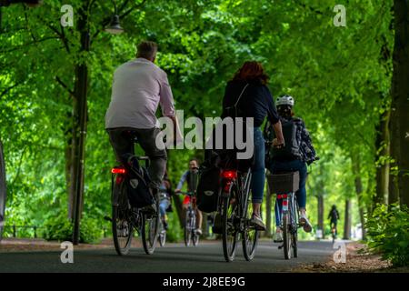 Promenadenradweg, von Bäumen gesäumt, autofrei, ca. 4,5 km langer Verbreitungsring rund um die Innenstadt von Münster, NRW, DeutschlandPromenadenradweg, Stockfoto