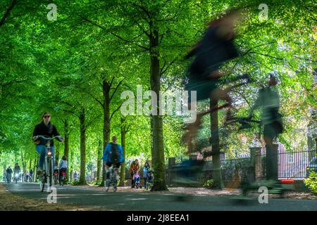 Promenadenradweg, von Bäumen gesäumt, autofrei, ca. 4,5 km langer Verbreitungsring rund um die Innenstadt von Münster, NRW, DeutschlandPromenadenradweg, Stockfoto