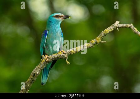 European Roller - Coracias garrulus fliegt Blauvogel Zucht in Europa, dem Nahen Osten, Zentralasien und Marokko, in einer Vielzahl von Lebensräumen gefunden Stockfoto