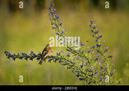 Maiskolben - Emberiza calandra auf dem Ast mit weißem Hintergrund, Singvögel aus der Familie Emberizidae, brauner Vogel, der auf t singt Stockfoto