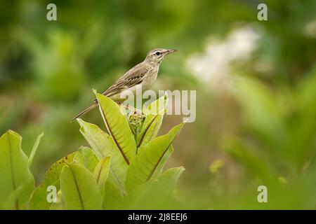 Tawny Pipit - Anthus campestris mittelgroßer Singvögel, brütet in der zentralen Paläarktis von Nordwestafrika und Portugal bis Zentralsibirien und in Stockfoto