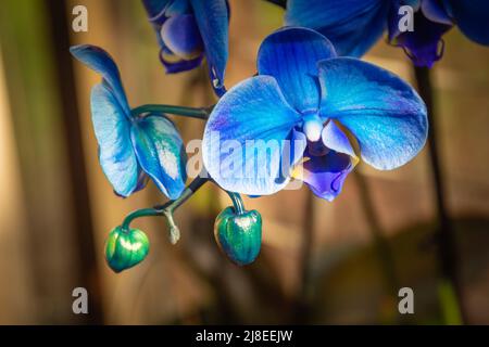 Nahaufnahme der Blauen Orchidee isoliert auf Holzhintergrund, selektiver Fokus Stockfoto