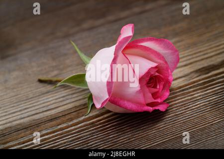 Rosa Rose Blume auf Holz Hintergrund Stockfoto