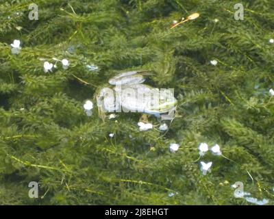 Grüner Frosch im Unkraut Stockfoto