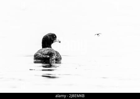 Ein amerikanischer Ruß, Fulica americana, auf einem hochauflappigen Schwarz-Weiß-Foto dargestellt, sieht ein Insekt an ihm vorbei fliegen Stockfoto