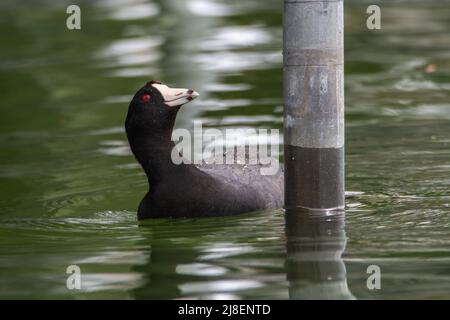 Ein amerikanischer Ruß, Fulica americana, schwimmt um einen Bootssteg und sucht in Culver, Indiana, nach Insekten zum Essen Stockfoto