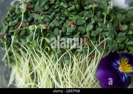 Rohe, frische, mikrogrüne und essbare Blume. Nahaufnahme Stockfoto