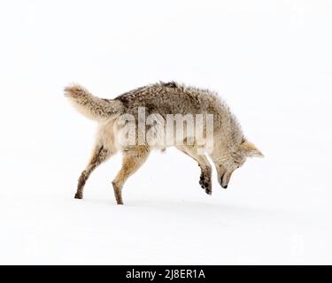 Kojoten (Canis latrans) jagen im Schnee im Yellowstone-Nationalpark, Wyoming, Nordamerika Stockfoto