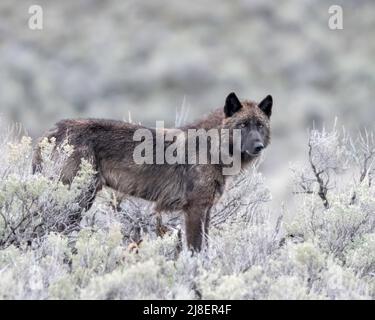 Grauwolf (Canis lupus) aus Junction-Butte Pack, Yellowstone National Park, Wyoming, USA Stockfoto