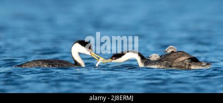 Western Grebe (Aechmophorus occidentalis), Nahrungsaustausch mit Küken auf dem Rücken Stockfoto