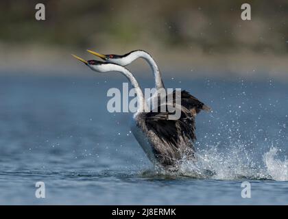 Western Grebe (Aechmophorus occidentalis), Aufzuchttanz, Rush, Nordamerika Stockfoto