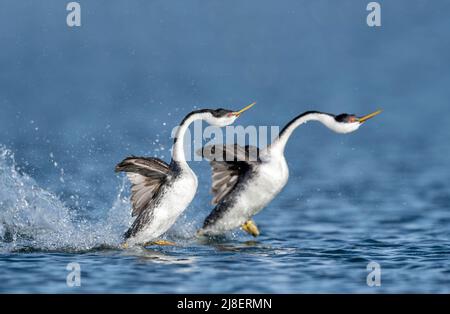 Western Grebe (Aechmophorus occidentalis), Aufzuchttanz, Rush, Nordamerika Stockfoto