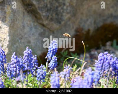 Biene mit blauer Blüte Stockfoto