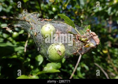 Gespinstmotte einer Pflaumen-Gespinstmotte (Yponomeuta padella) an einem Mirabellenbaum (Prunus domestica subsp. Syriaca) Stockfoto