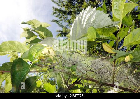 Gespinstmotte einer Pflaumen-Gespinstmotte (Yponomeuta padella) an einem Mirabellenbaum (Prunus domestica subsp. Syriaca) Stockfoto