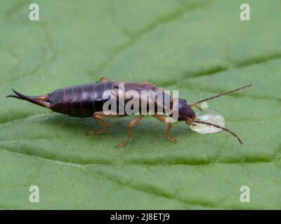 Seitenansicht eines hübschen weiblichen gewöhnlichen oder europäischen Ohrwigs, Forficula auricularia, der einen Tropfen Honig trinkt Stockfoto