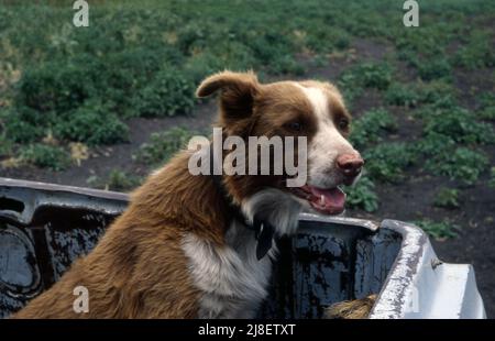 BRAUNER UND WEIßER AUSTRALISCHER KELPIE-ARBEITSHUND AUF DER LADE EINES LANDWIRTSFAHRZEUGS. LÄNDLICHES NEW SOUTH WALES, AUSTRALIEN. Stockfoto