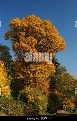 Buntes Laub in Ruppertshain Zauberberg in Hessen an Einem schönen sonnigen Herbsttag mit Klarem blauen Himmel Stockfoto