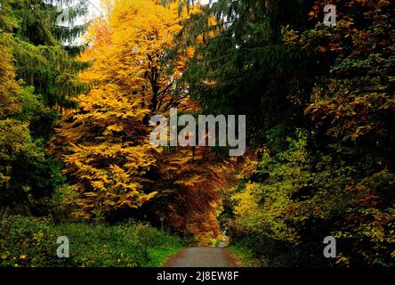 Herbstlaub im Wald um Eschbacher Klippen Hessen an Einem schönen sonnigen Herbsttag Stockfoto
