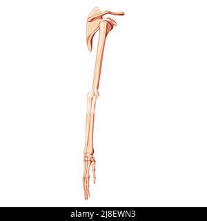 Arm der oberen Extremität mit Schultergürtel Skeletthände Schlüsselbein, Schulterblatt seitliche Ansicht der menschlichen Seite. Anatomisch korrektes, realistisches, flaches, natürliches Farbkonzept Vektordarstellung isoliert auf weißem Hintergrund Stock Vektor