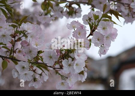 Weiße Blumen Baumblüten Makro, selektiver Fokus. Frühlingsblüte, Äste in weißen Blüten, blühende Obstpflanzen. Weiße Kirschblüten Stockfoto