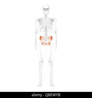 Skelett Becken Hüftknochen Human Front Vorderansicht mit teilweise transparenter Knochenposition. 3D realistisches, flaches natürliches Farbkonzept Vektordarstellung der Anatomie auf weißem Hintergrund isoliert Stock Vektor