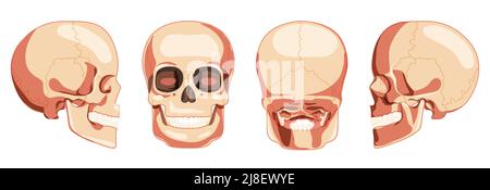 Set von Schädel Skelett Kopf Kopf Vorderseite Rückseite Ansicht. Anatomisch korrektes Kiefer-Modell mit Zahnreihe. 3D realistisches, flaches, natürliches Farbkonzept. Vektordarstellung auf weißem Hintergrund isoliert Stock Vektor