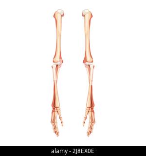 Arme Skelett menschliche Front Vorderansicht der Vorderventrale. Handsatz, Unterarme, Oberarm, Ulna, Radius, Falle anatomisch korrekt realistisches flaches Konzept Vektordarstellung isoliert auf weißem Hintergrund Stock Vektor