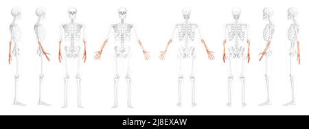 Skelett Unterarme Human Radius, Hand vorne Rückseitenansicht mit teilweise transparenter Knochenposition. Satz anatomisch korrekter, realistischer, flacher Vektordarstellungen der Anatomie auf weißem Hintergrund Stock Vektor