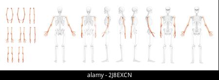 Set Skelettarme Human Vorderansicht der Rückseite mit teilweise transparenter Knochenposition. Hände, Unterarme realistisches, flaches, natürliches Farbkonzept Vektor-Illustration der Anatomie auf weißem Hintergrund isoliert Stock Vektor