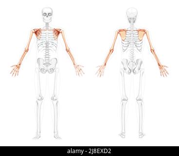 Skelett obere Extremität Arme mit Schultergurt menschliche Vorderansicht mit zwei Armhaltungen mit teilweise transparenter Knochenposition. Hände realistisch flach Vektor-Illustration der Anatomie isoliert auf weiß Stock Vektor