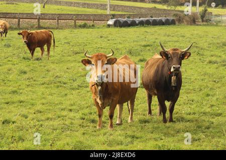 Kühe auf dem Lande, in Asturien (Spanien) Stockfoto
