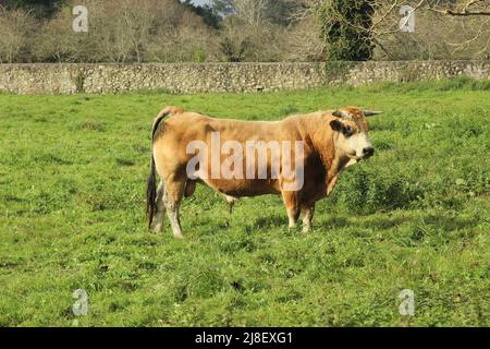 Kühe auf dem Lande, in Asturien (Spanien) Stockfoto
