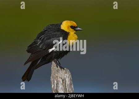 Männlicher Gelbkopf-Amsel (Xanthocephalus xanthocephalus) Plumas County California USA Stockfoto
