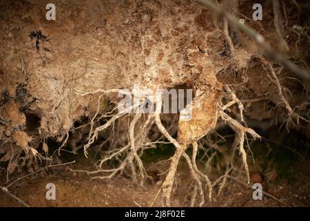 Wurzeln des Baumes sind im Boden. Gefallener Baum in Wäldern. Wurzelsystem der Pflanze. Stockfoto