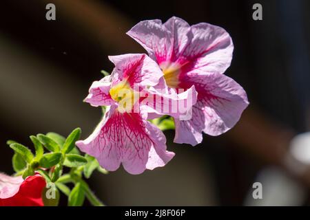 Selektive Fokusaufnahme der Petunienblume. Stockfoto