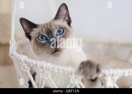 Fliederspitze siamesische Katze mit blauen Augen, die in einem makramenhaften Hängemattenbett sitzt Stockfoto