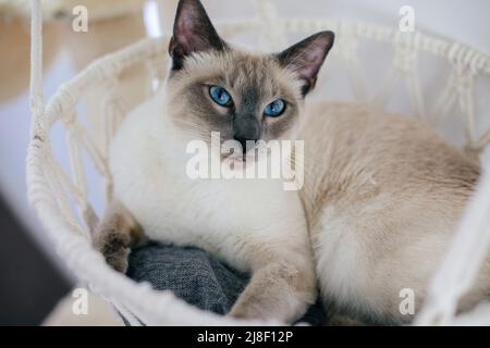 Fliederspitze siamesische Katze mit blauen Augen, die in einem makramenhaften Hängemattenbett sitzt Stockfoto