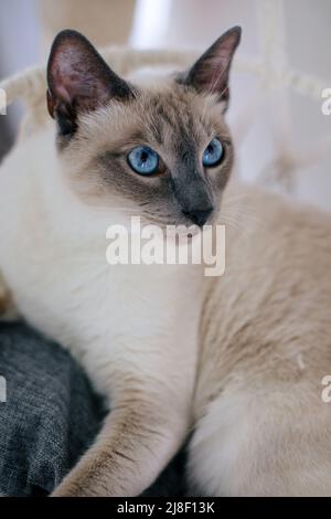 Fliederspitze siamesische Katze mit blauen Augen, die in einem makramenhaften Hängemattenbett sitzt Stockfoto