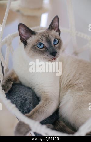 Fliederspitze siamesische Katze mit blauen Augen, die in einem makramenhaften Hängemattenbett sitzt Stockfoto