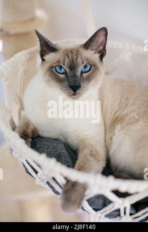Fliederspitze siamesische Katze mit blauen Augen, die in einem makramenhaften Hängemattenbett sitzt Stockfoto
