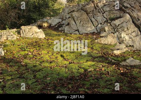 Steinmauern und Details des Jakobswegs (Jakobsweg, Spanien) Stockfoto