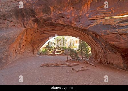 Pinien durch einen Natural Arch am Navajo Arch im Arches National Park in Utah Stockfoto