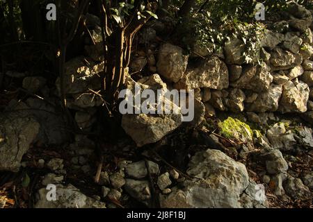 Steinmauern und Details des Jakobswegs (Jakobsweg, Spanien) Stockfoto